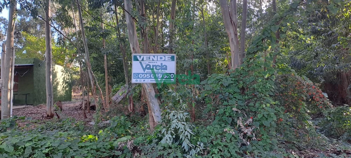 Terreno en Santa Ana , propiedad 203752 -Imagen 1