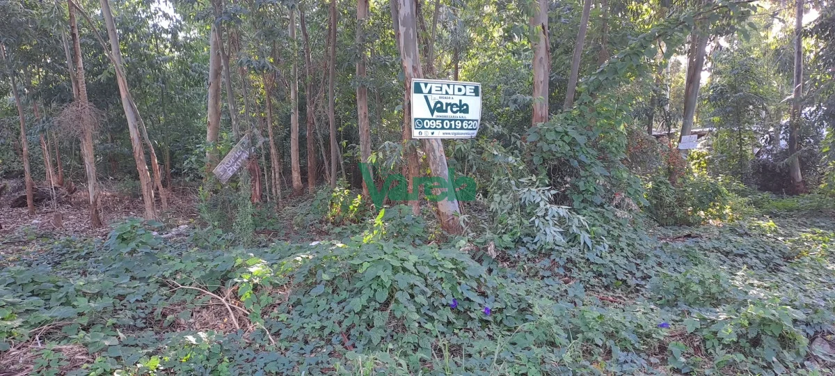 Terreno en Santa Ana , propiedad 203752 -Imagen 6