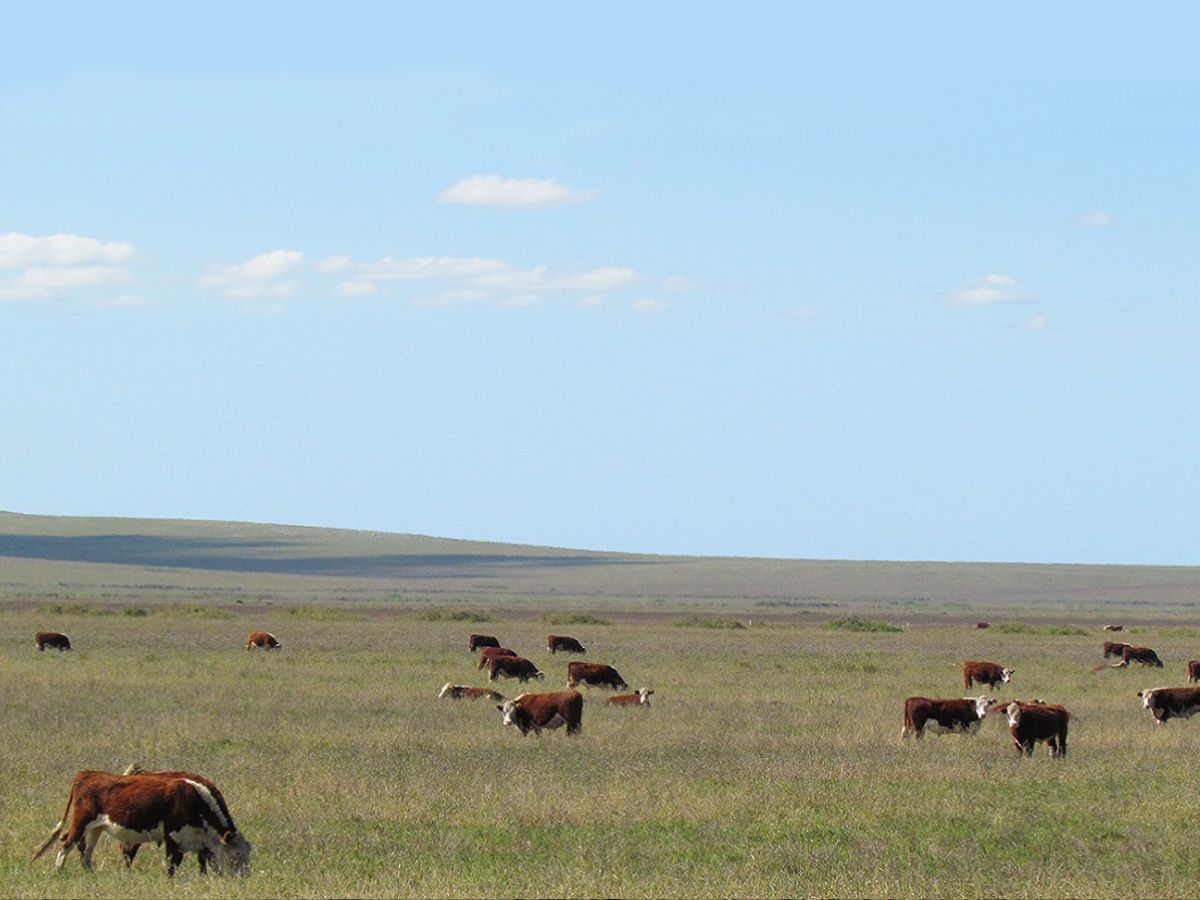 Campo en Salto, propiedad 118338 -Imagen 2