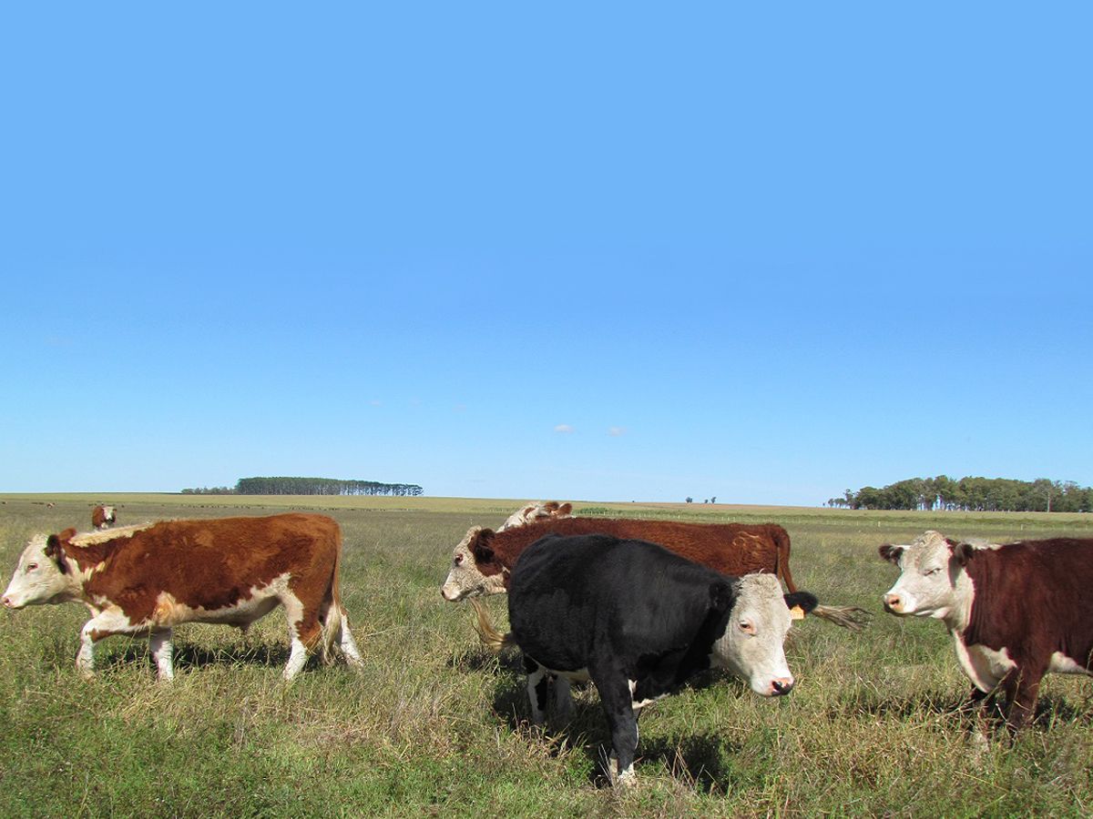 Campo en Salto, propiedad 118338 -Imagen 5