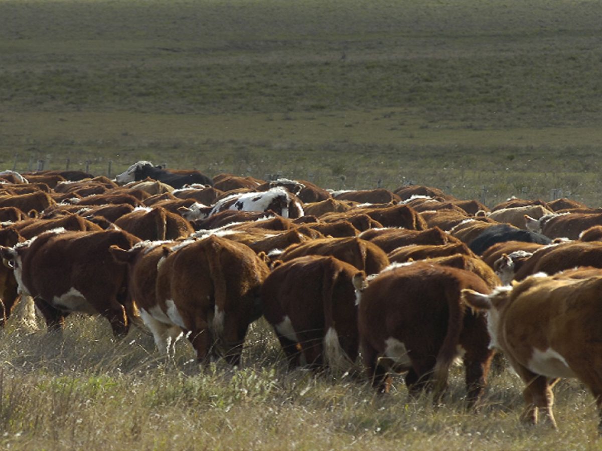 Campo en Salto, propiedad 118338 -Imagen 4