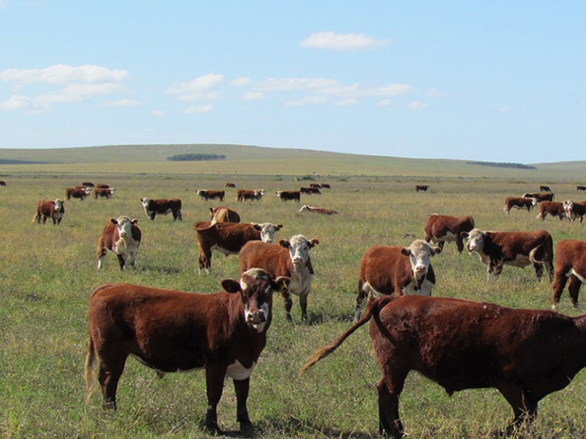 Campo en Salto, propiedad 118338 -Imagen 6
