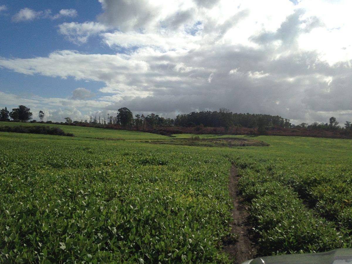 Campo en Joaquín Suárez, propiedad 137727 -Imagen 4