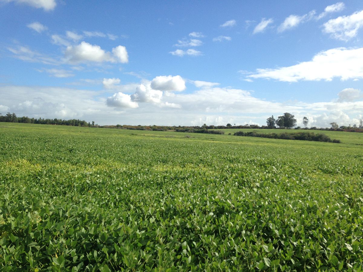 Campo en Joaquín Suárez, propiedad 137727 -Imagen 2