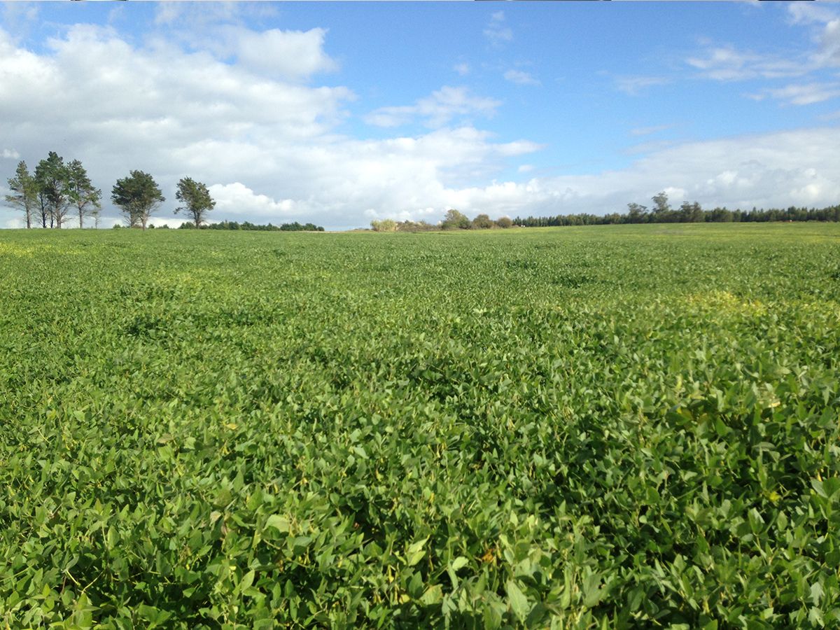 Campo en Joaquín Suárez, propiedad 137727 -Imagen 7