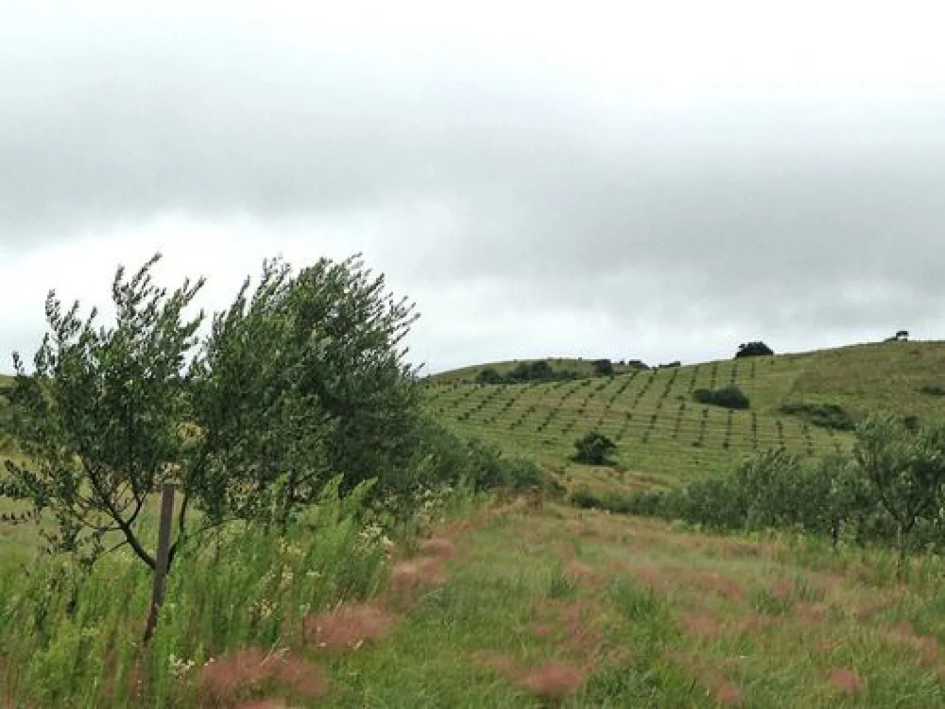 Campo en Aigua, propiedad 152998 -Imagen 3