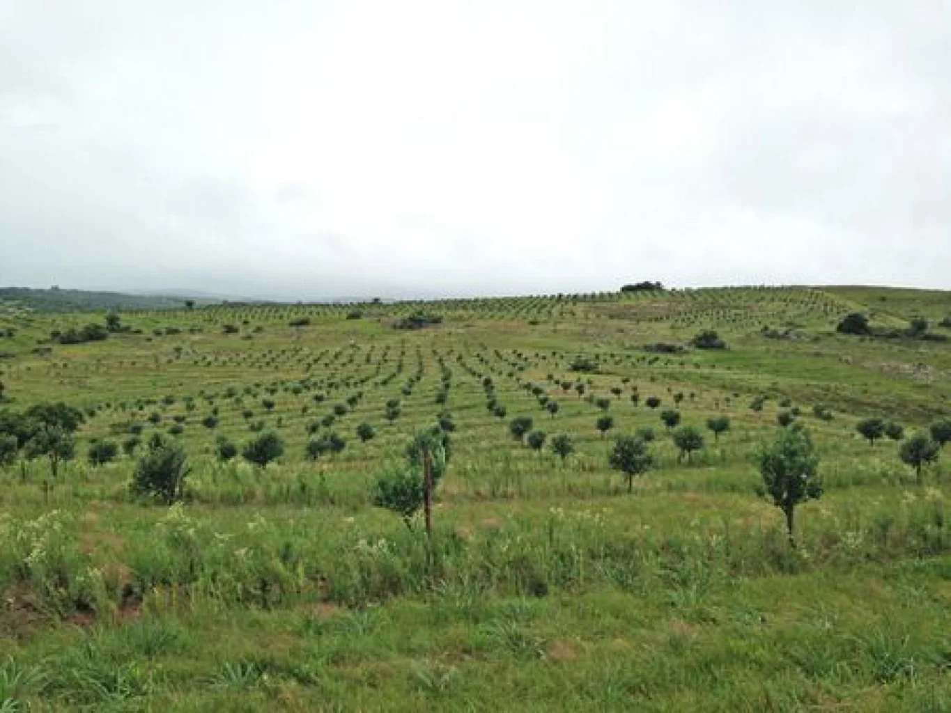 Campo en Aigua, propiedad 152998 -Imagen 4