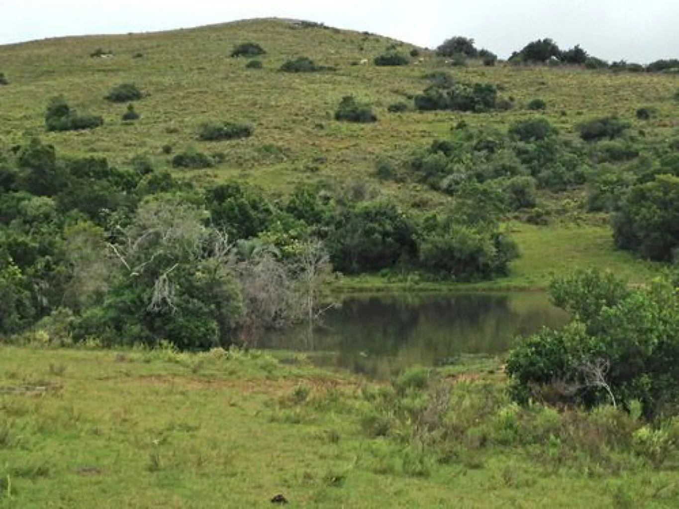 Campo en Aigua, propiedad 152998 -Imagen 8