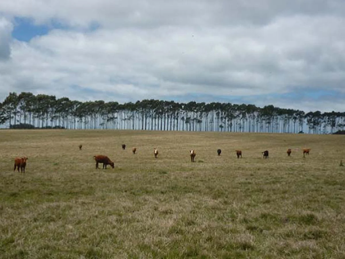 Campo en La Pedrera, propiedad 173636 -Imagen 9