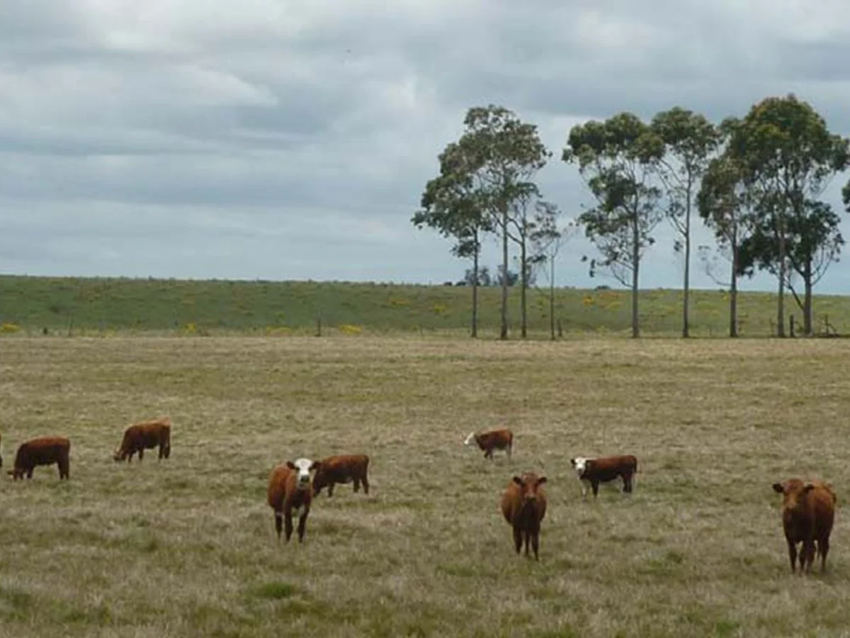 Campo en La Pedrera, propiedad 173636 -Imagen 10