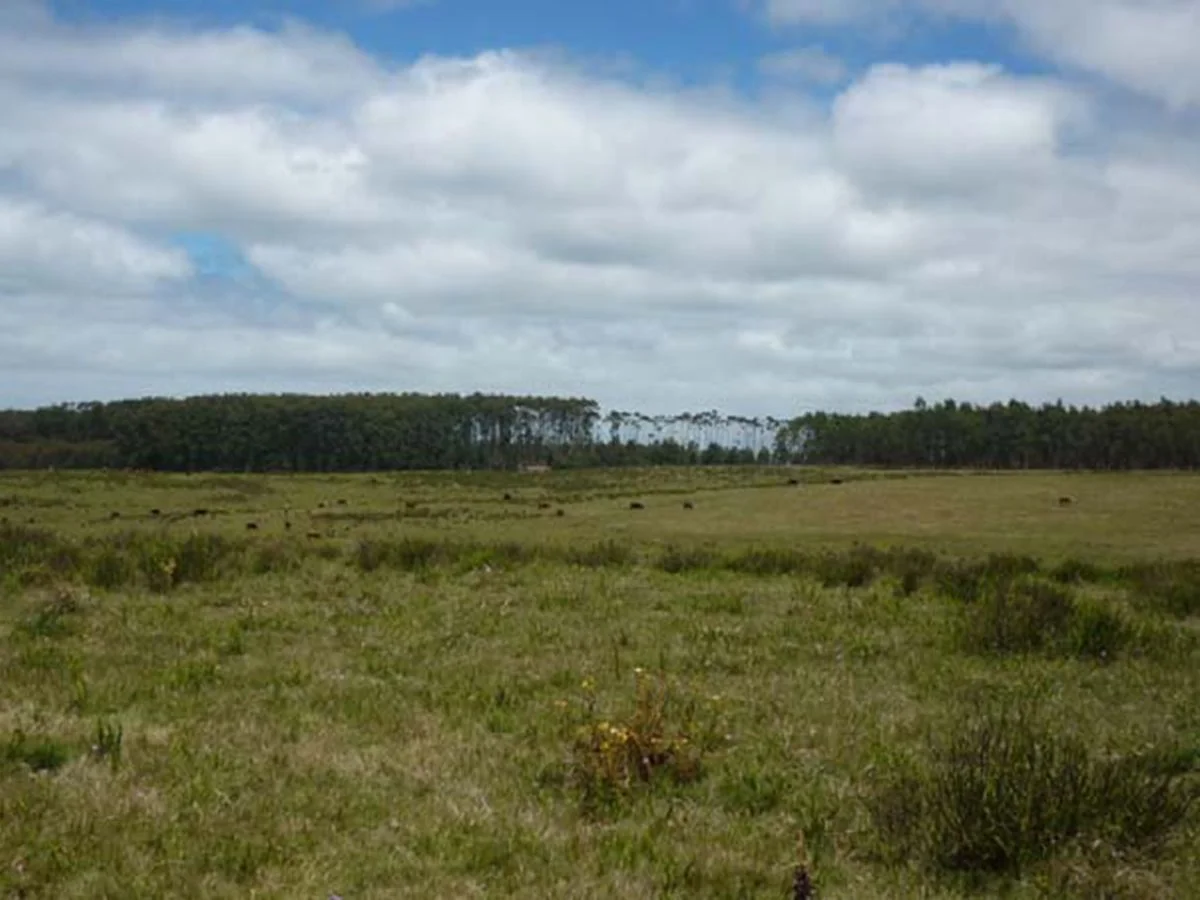 Campo en La Pedrera, propiedad 173636 -Imagen 11