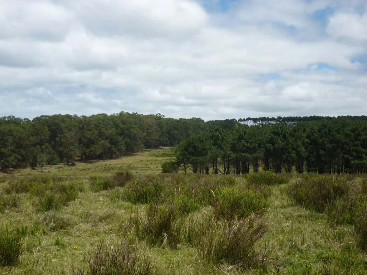 Campo en La Pedrera, propiedad 173636 -Imagen 12