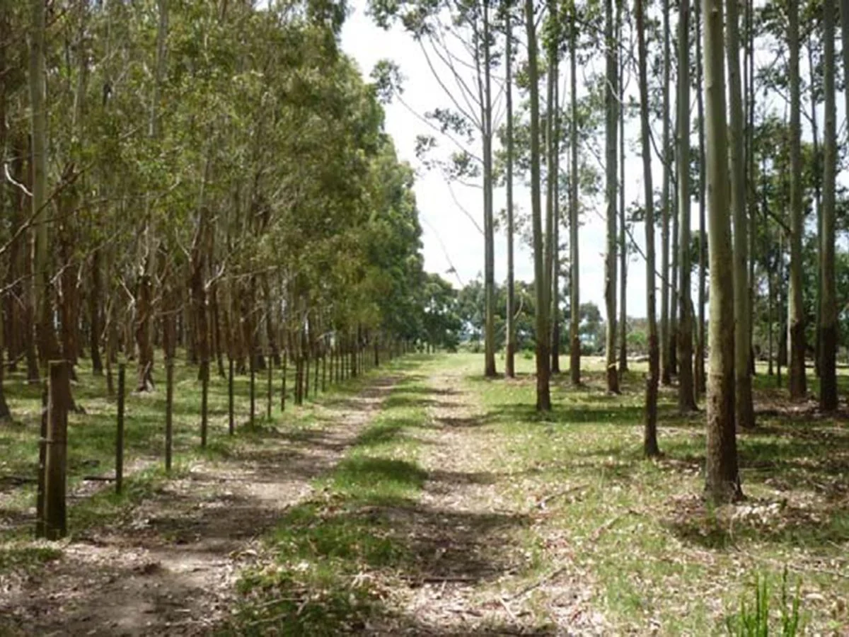 Campo en La Pedrera, propiedad 173636 -Imagen 13