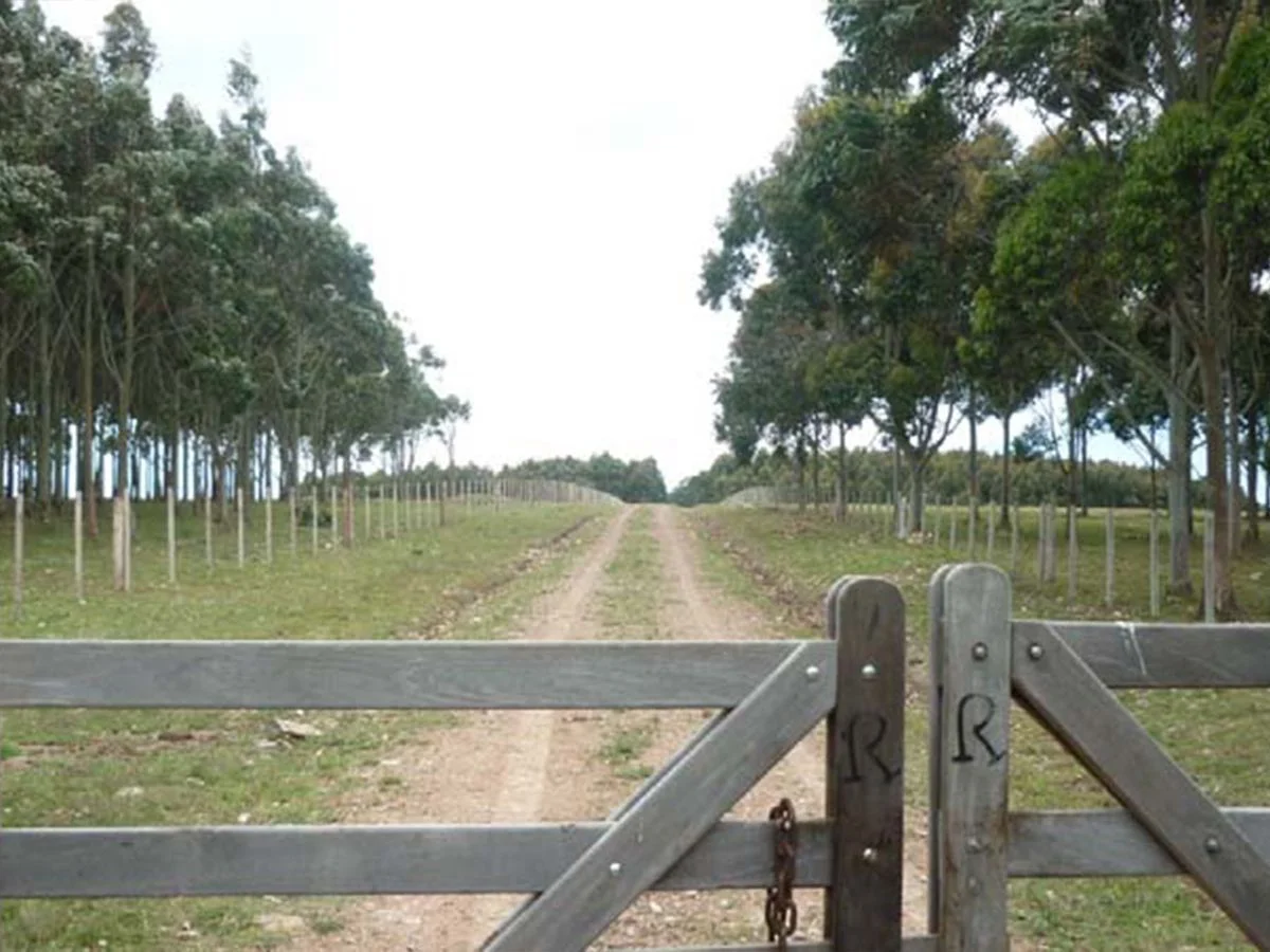 Campo en La Pedrera, propiedad 173636 -Imagen 14