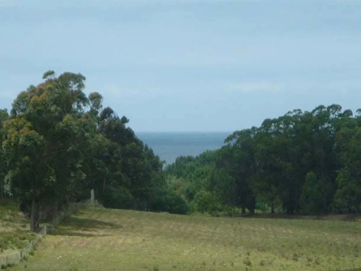 Campo en La Pedrera, propiedad 173636 -Imagen 3