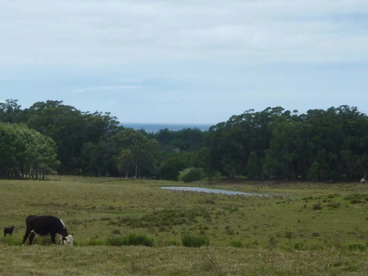 Campo en La Pedrera, propiedad 173636 -Imagen 4