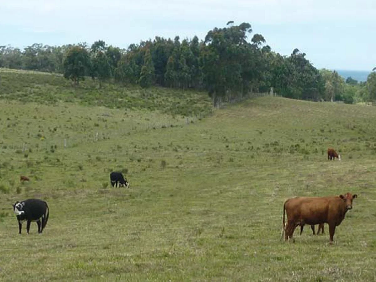 Campo en La Pedrera, propiedad 173636 -Imagen 6