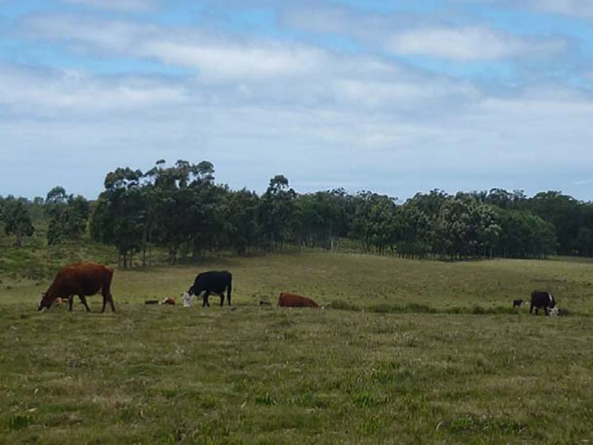 Campo en La Pedrera, propiedad 173636 -Imagen 7