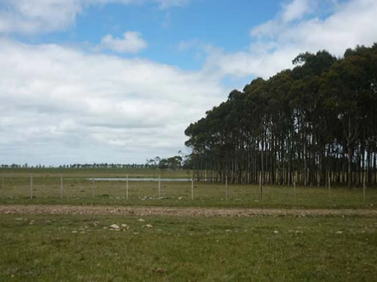Campo en La Pedrera, propiedad 173636 -Imagen 8