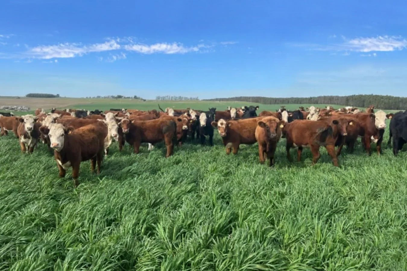 Campo en Libertad, propiedad 227561 -Imagen 6