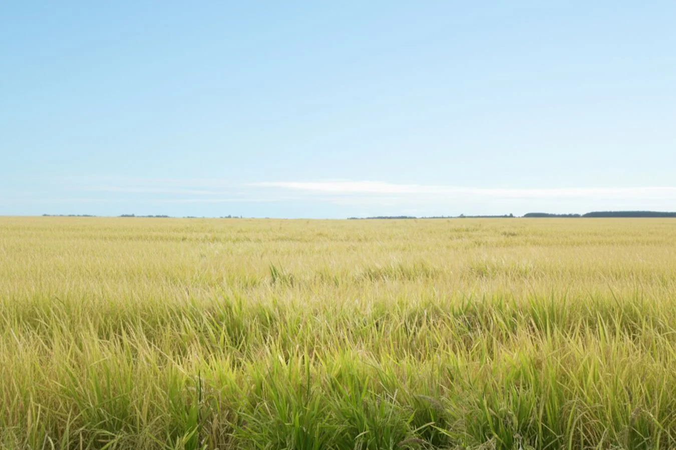 Campo en Constitución, propiedad 234992 -Imagen 5