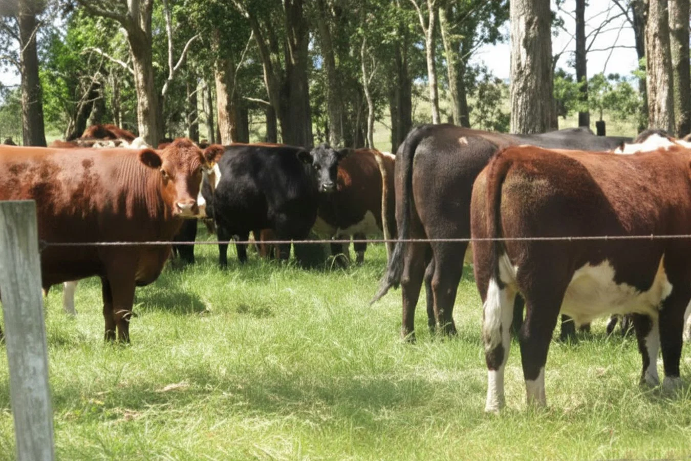Campo en Bernabé Rivera, propiedad 234993 -Imagen 10