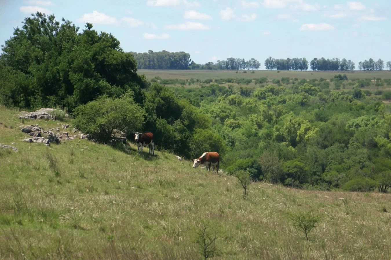 Campo en Bernabé Rivera, propiedad 234993 -Imagen 3