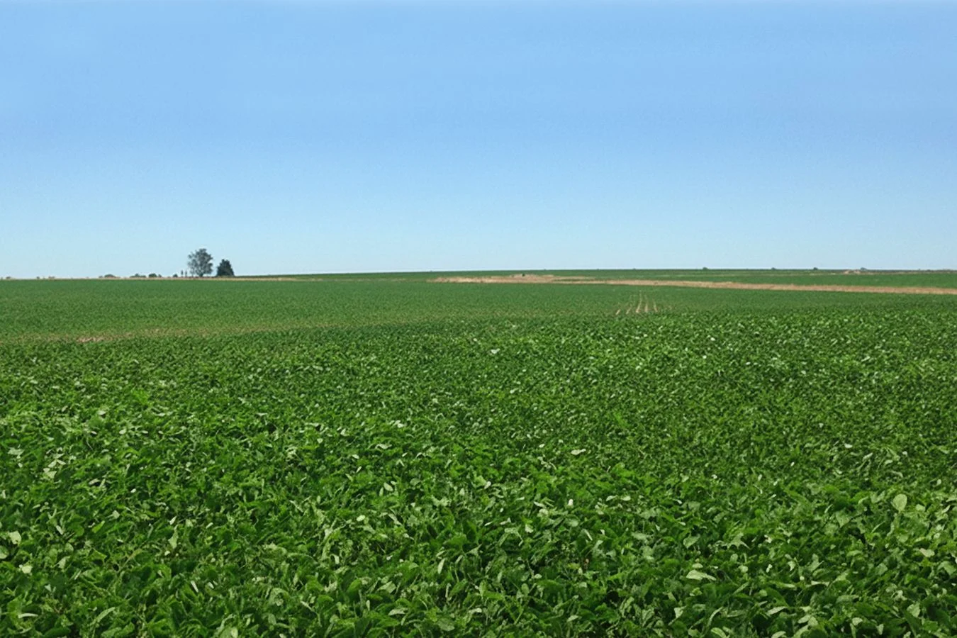 Campo en Young, propiedad 238951 -Imagen 6