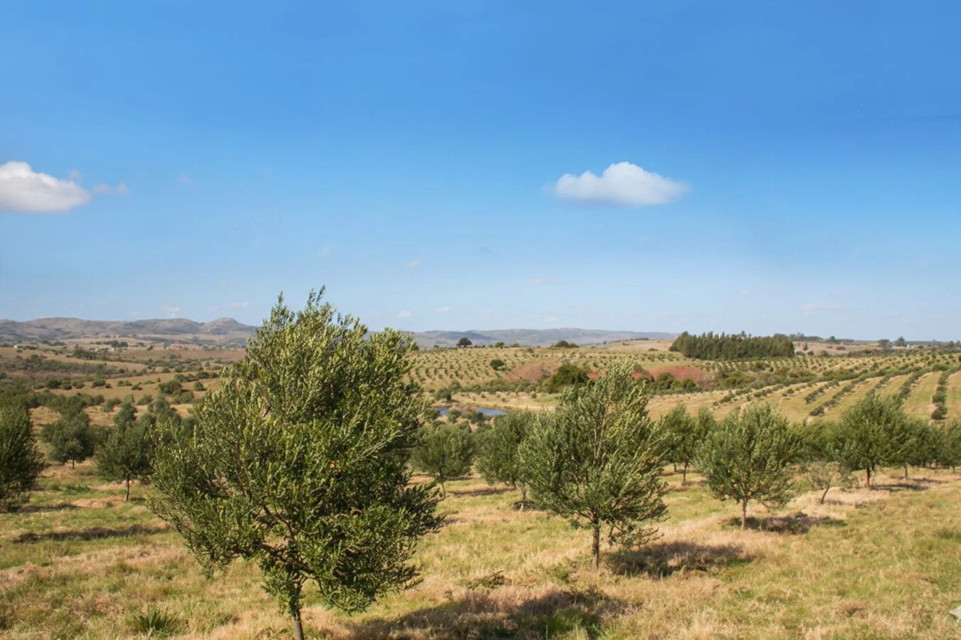 Campo en José Ignacio, propiedad 250842 -Imagen 4