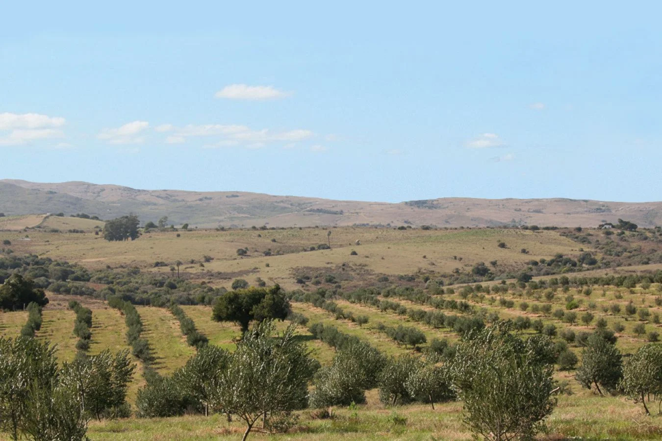 Campo en José Ignacio, propiedad 250842 -Imagen 6