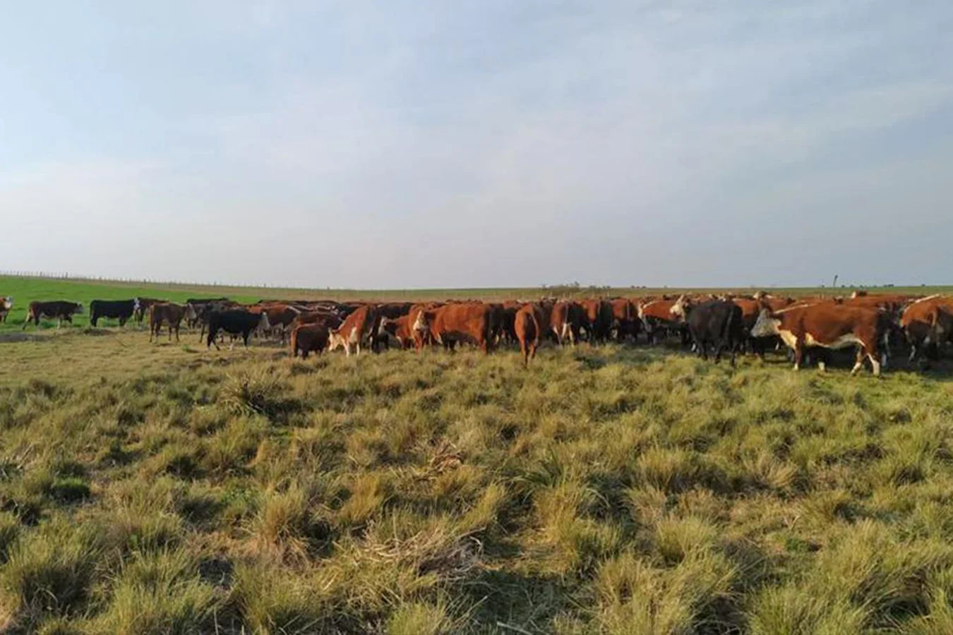 Campo en Grecco, propiedad 253581 -Imagen 8
