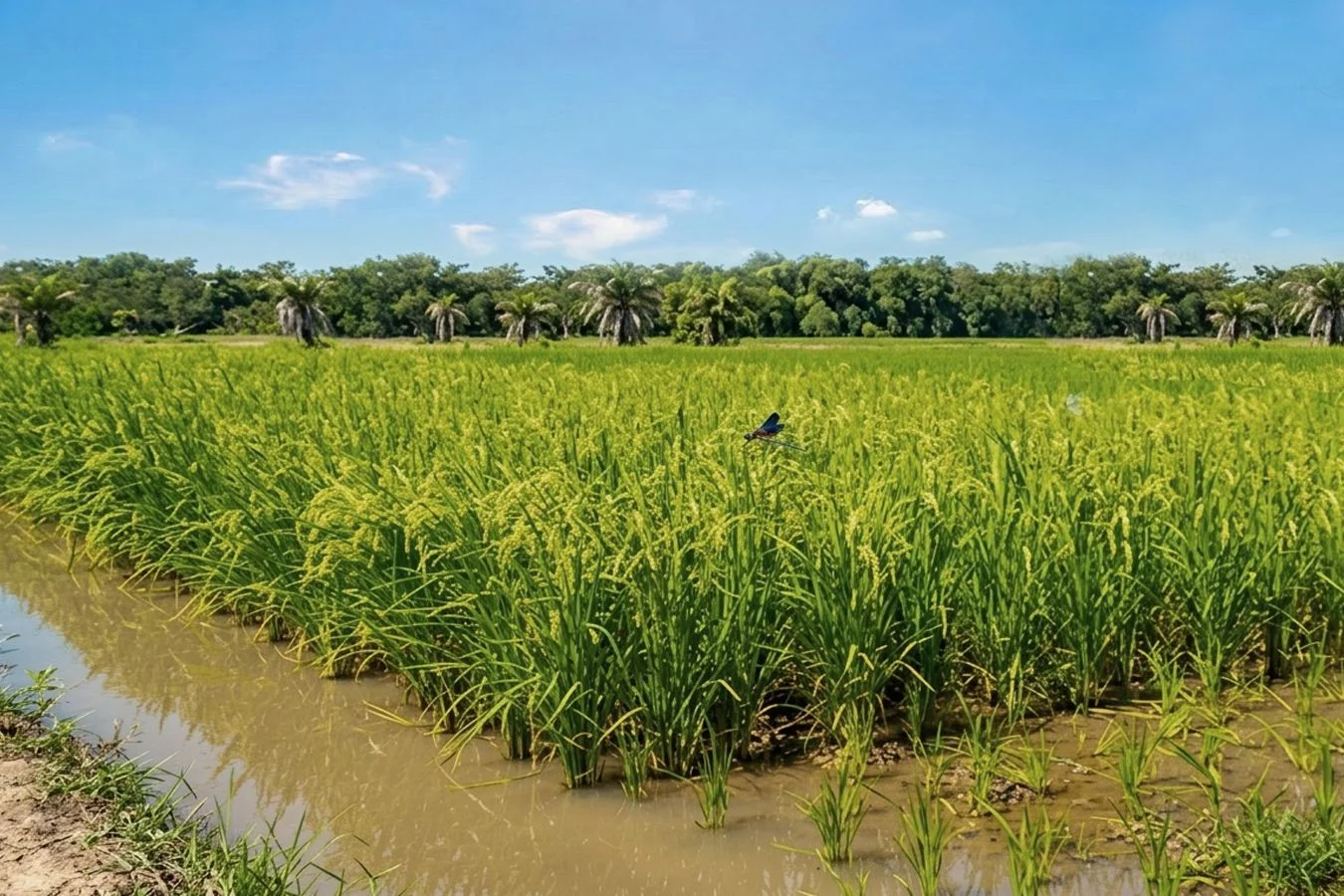 Campo en Chuy, propiedad 254504 -Imagen 2