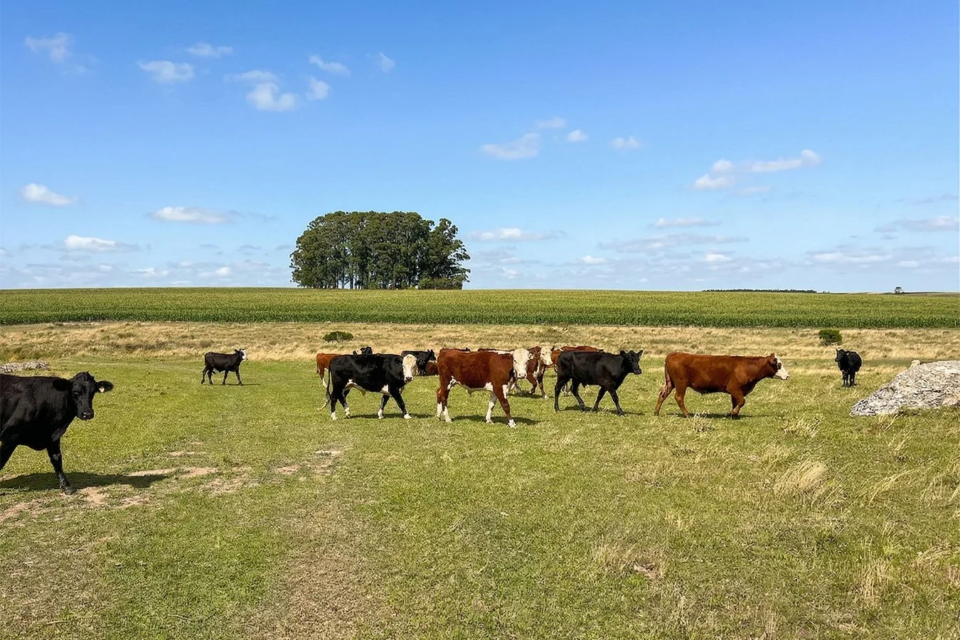 Campo en Trinidad, propiedad 257365 -Imagen 11