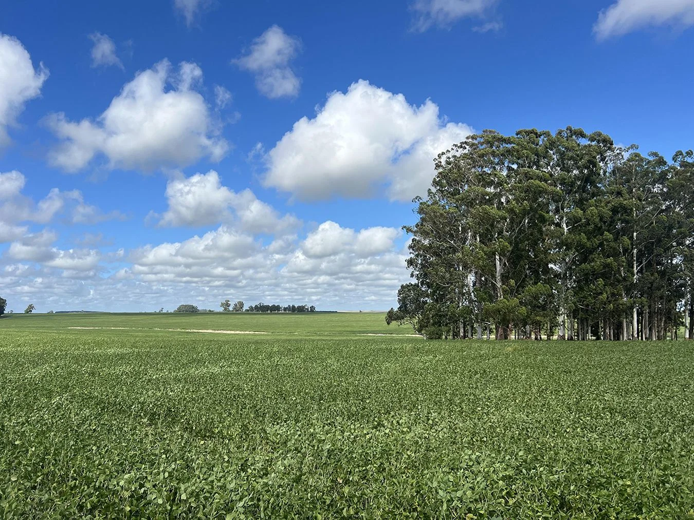 Campo en Trinidad, propiedad 257365 -Imagen 13