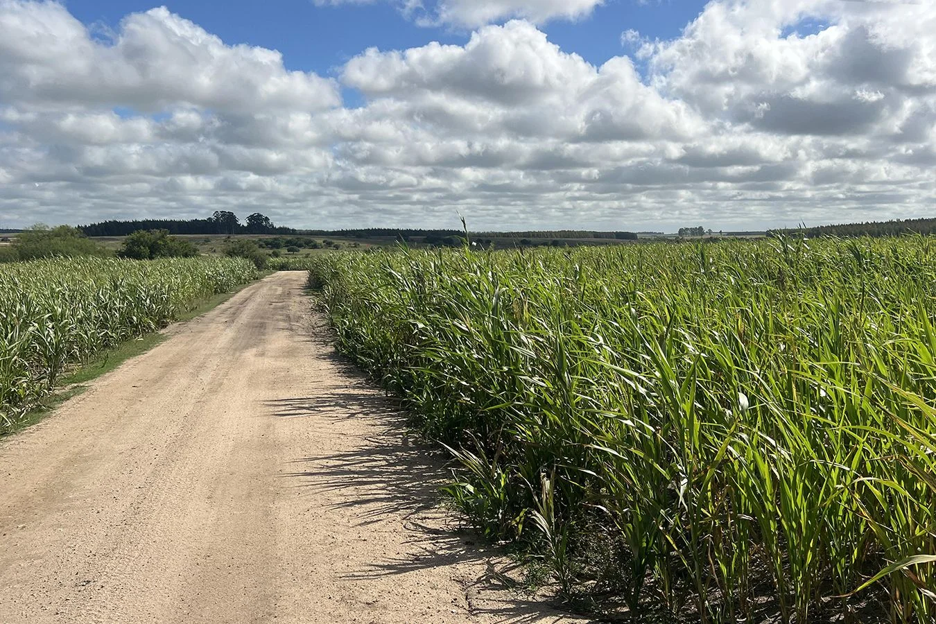 Campo en Trinidad, propiedad 257365 -Imagen 7