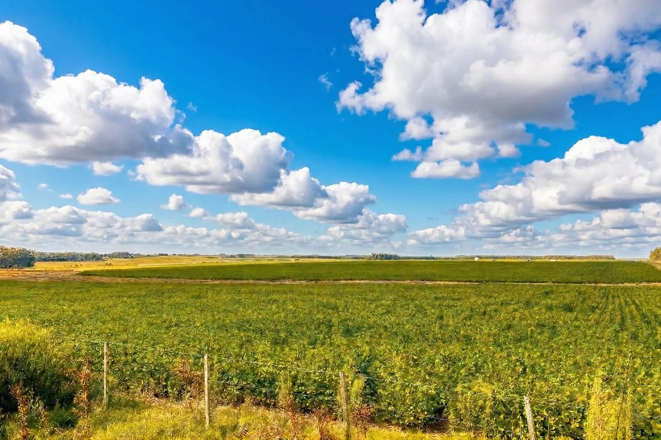 Campo en Trinidad, propiedad 257365 -Imagen 8