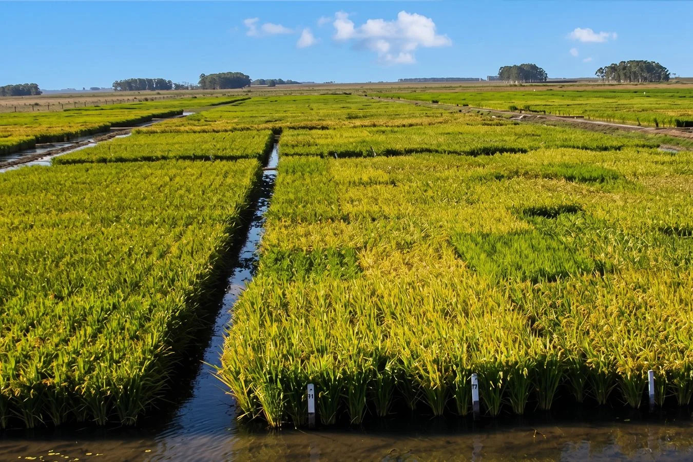 Campo en Chuy, propiedad 267009 -Imagen 3