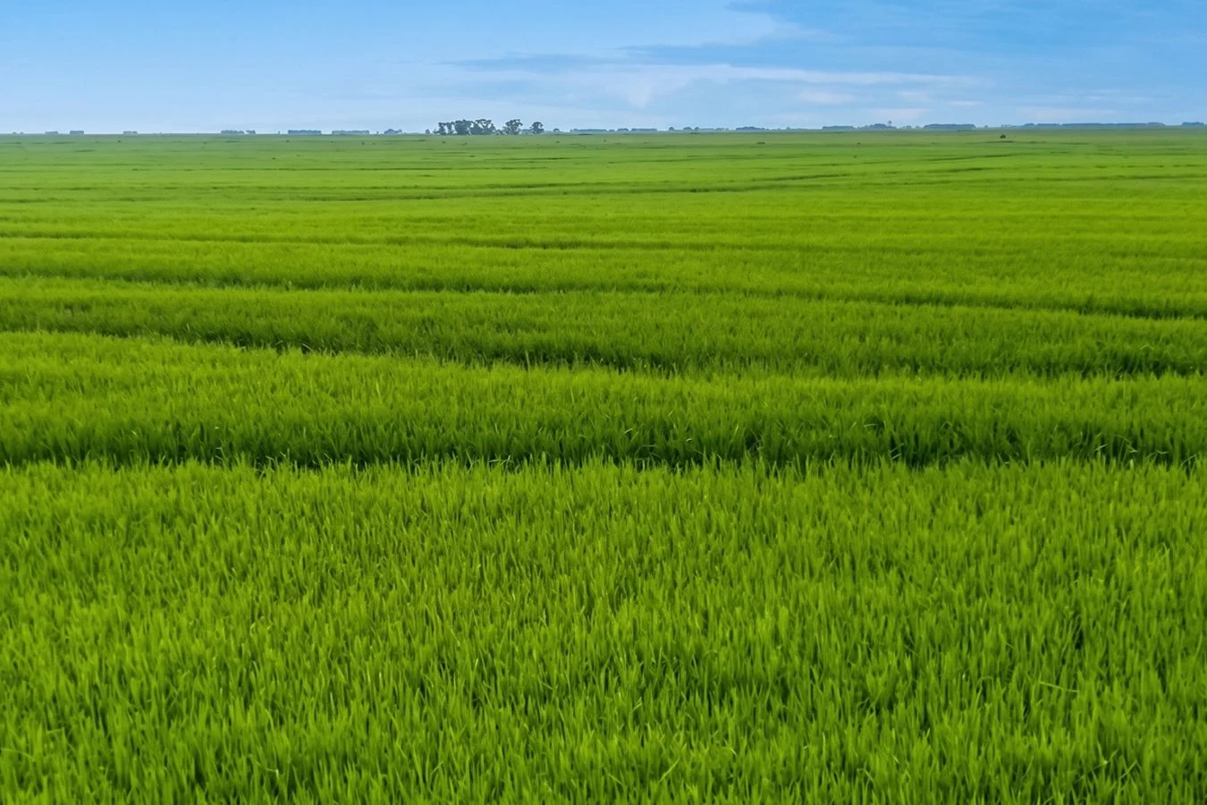 Campo en Chuy, propiedad 267009 -Imagen 5
