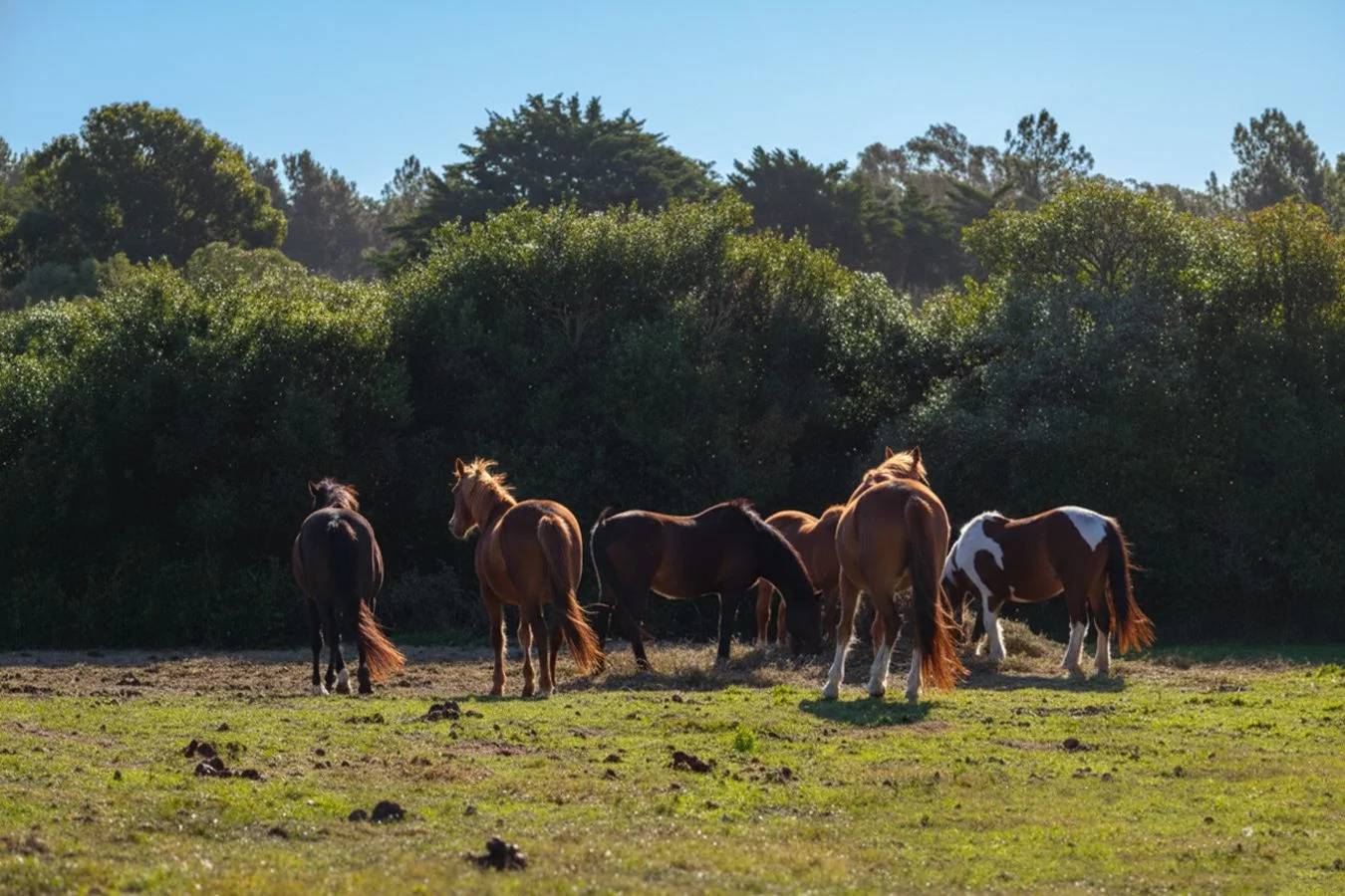 Campo en José Ignacio, propiedad 268192 -Imagen 5