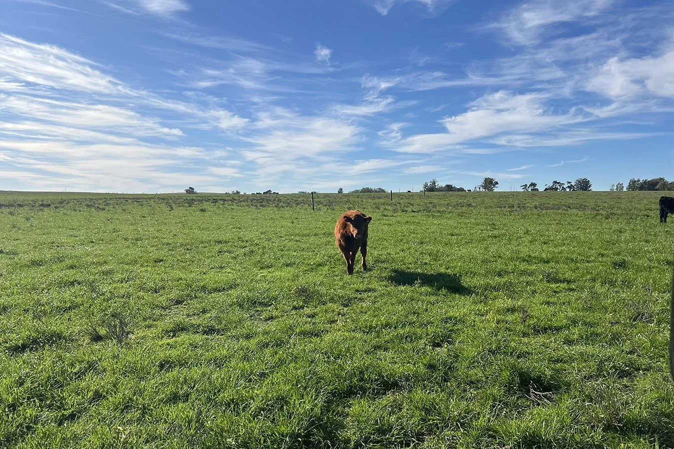 Campo en Lascano, propiedad 275956 -Imagen 3