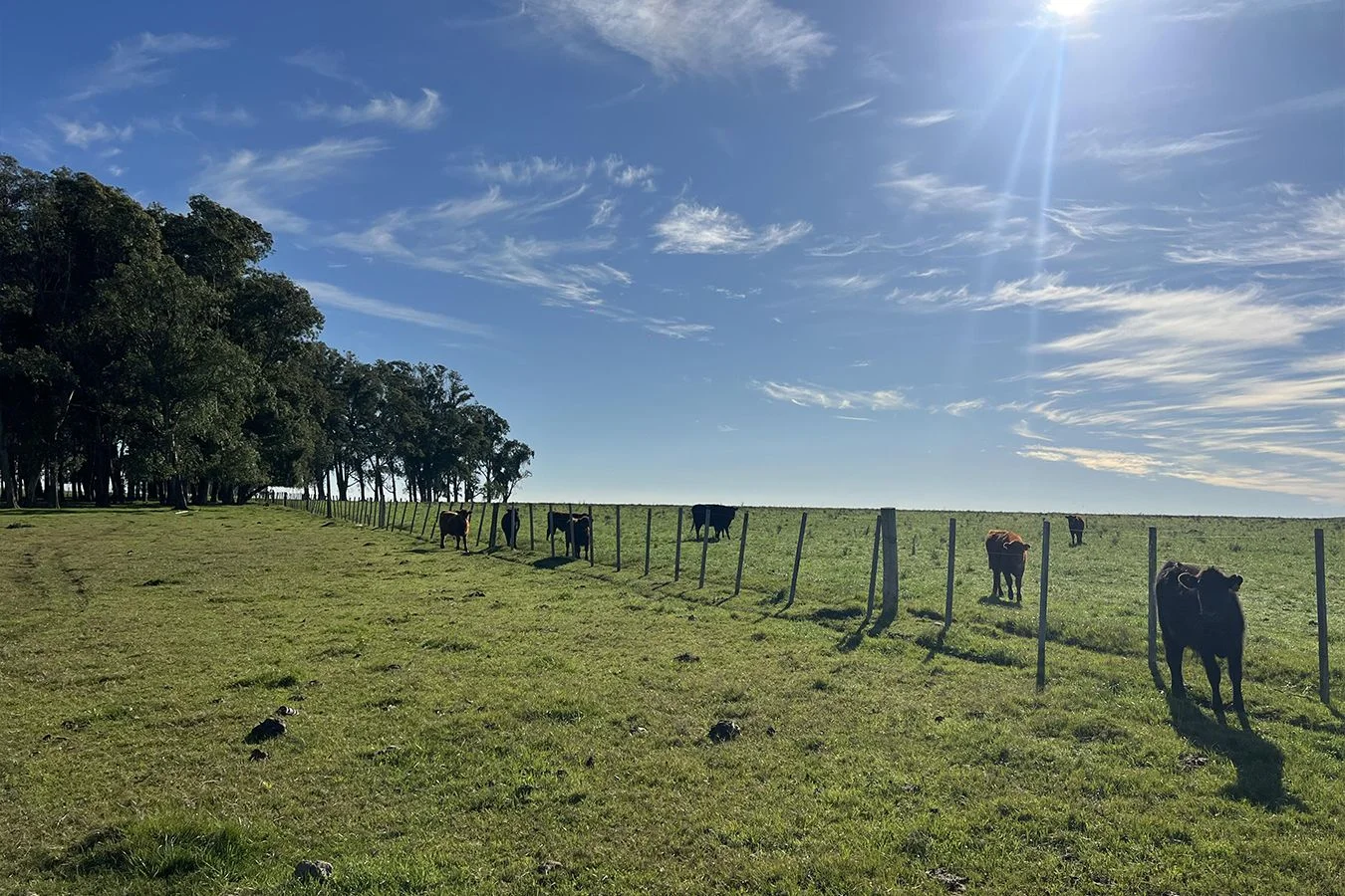 Campo en Lascano, propiedad 275956 -Imagen 5