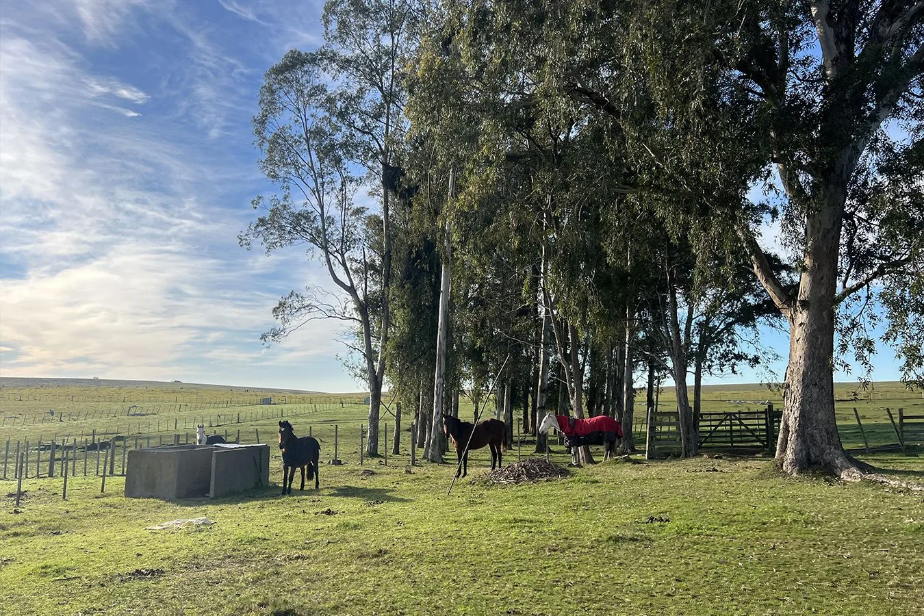 Campo en Lascano, propiedad 275956 -Imagen 9