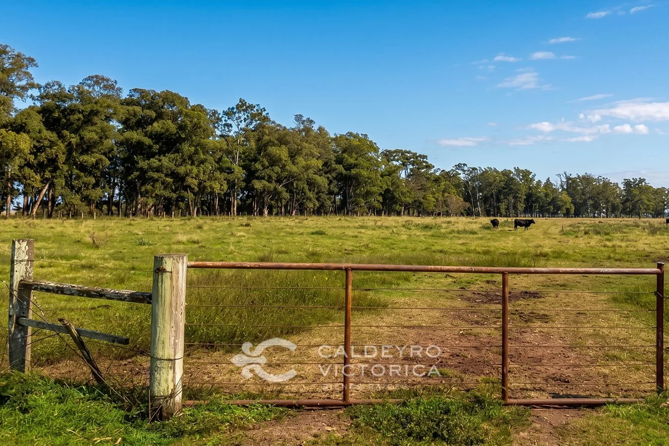 Campo en Salto, propiedad 276431 -Imagen 1