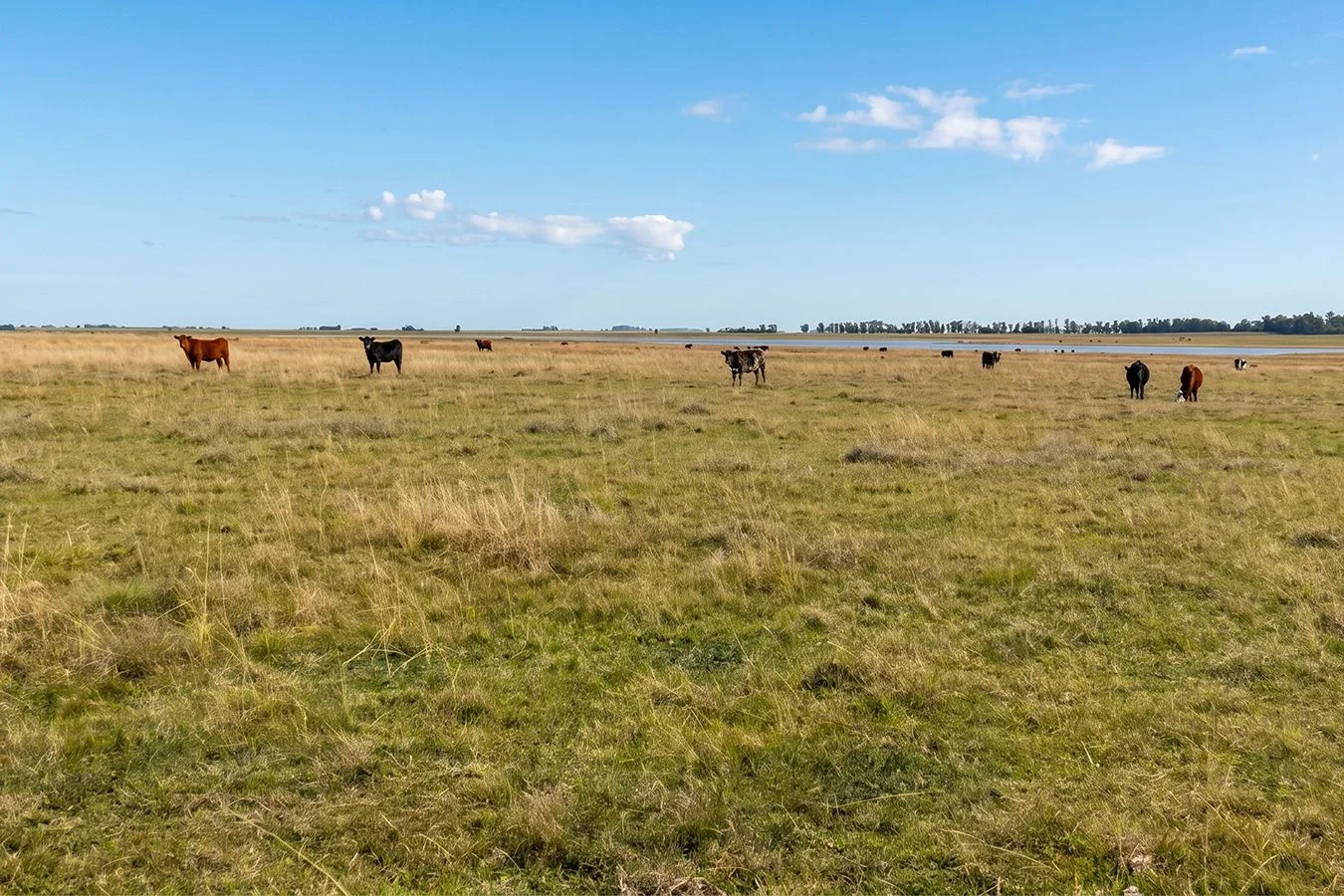 Campo en Salto, propiedad 276431 -Imagen 2