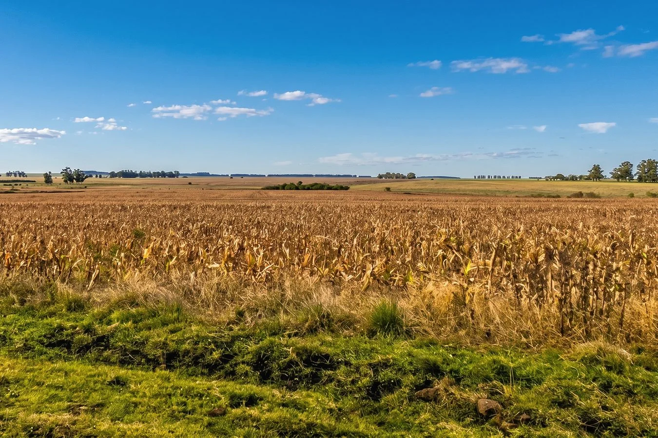 Campo en Salto, propiedad 276431 -Imagen 3
