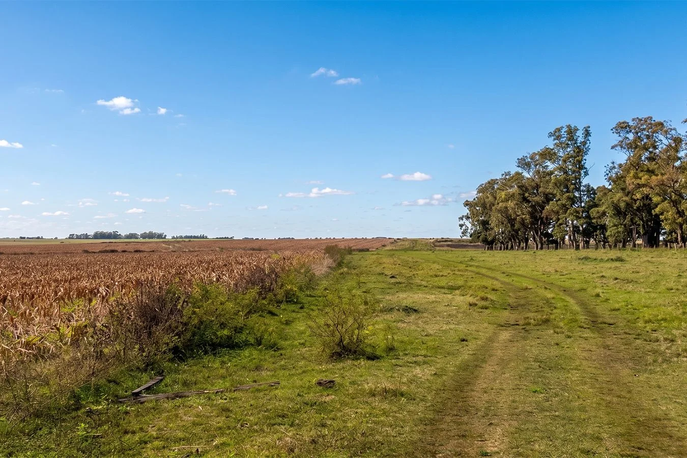 Campo en Salto, propiedad 276431 -Imagen 5