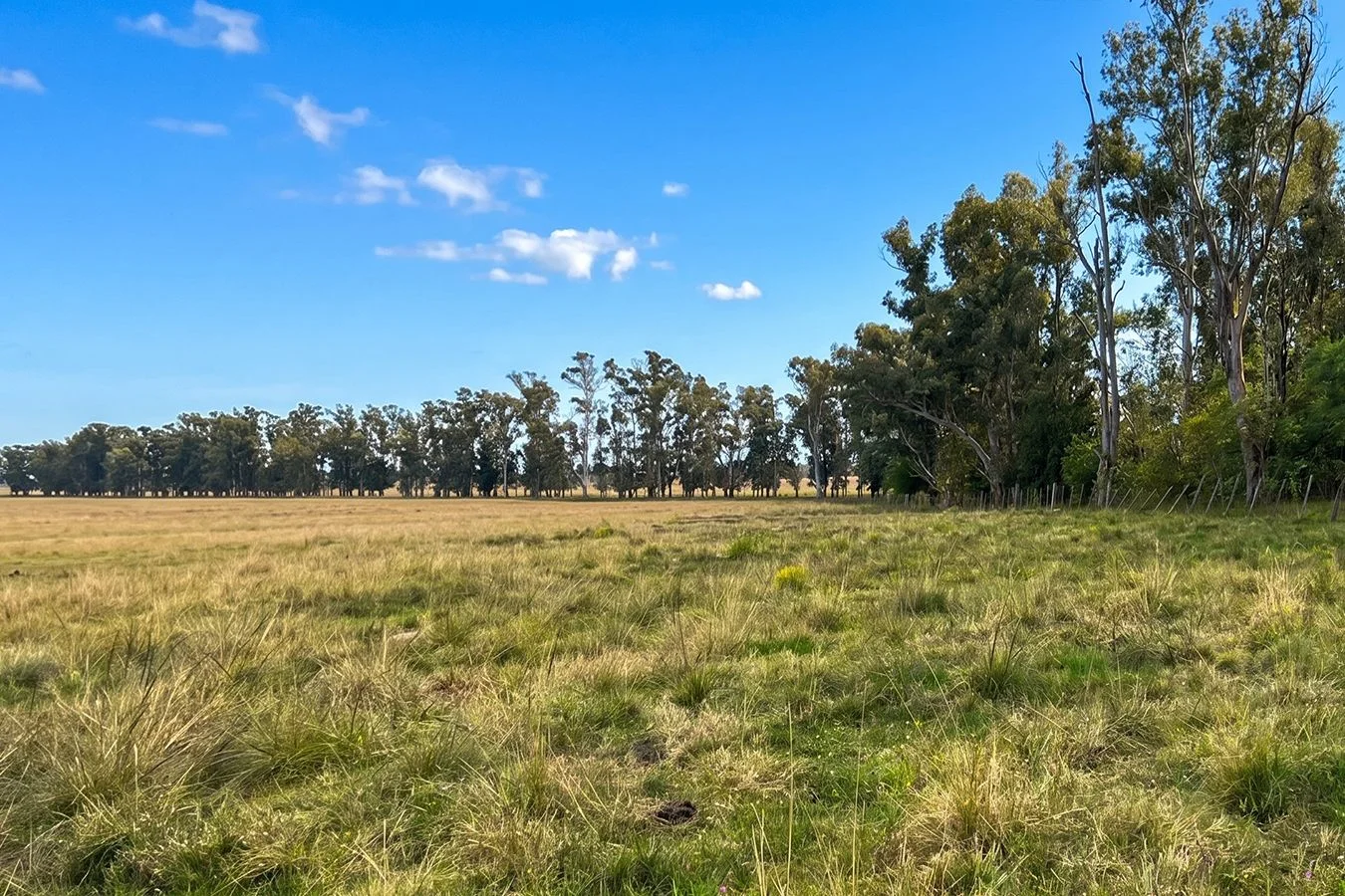 Campo en Salto, propiedad 276431 -Imagen 6