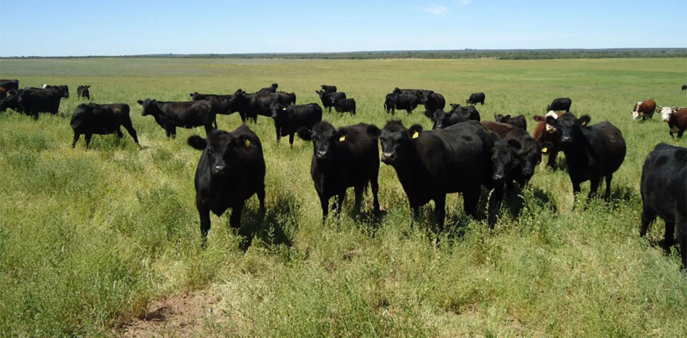 Campo en Castillos, propiedad 298689 -Imagen 1
