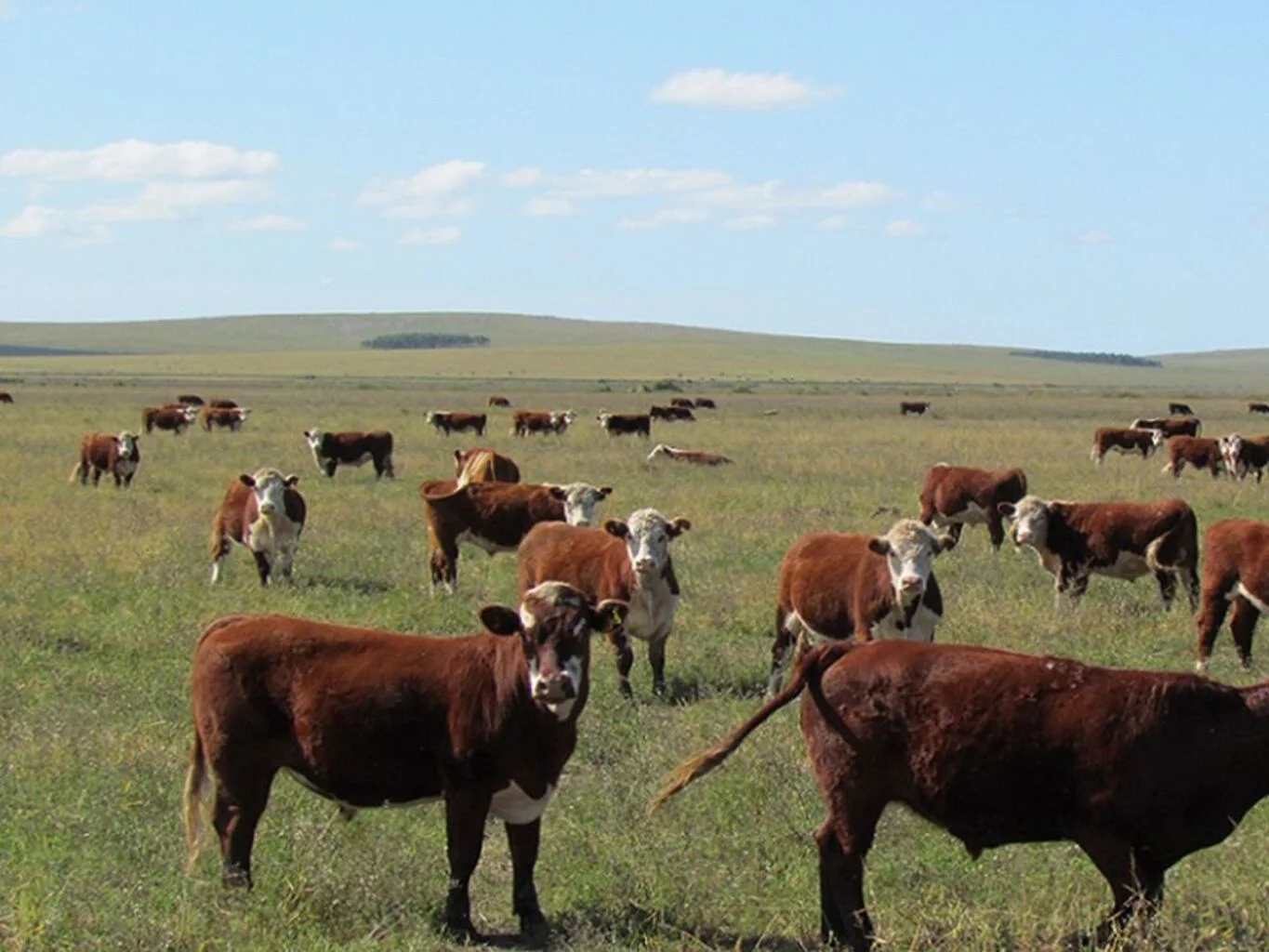 Campo en Castillos, propiedad 298689 -Imagen 6