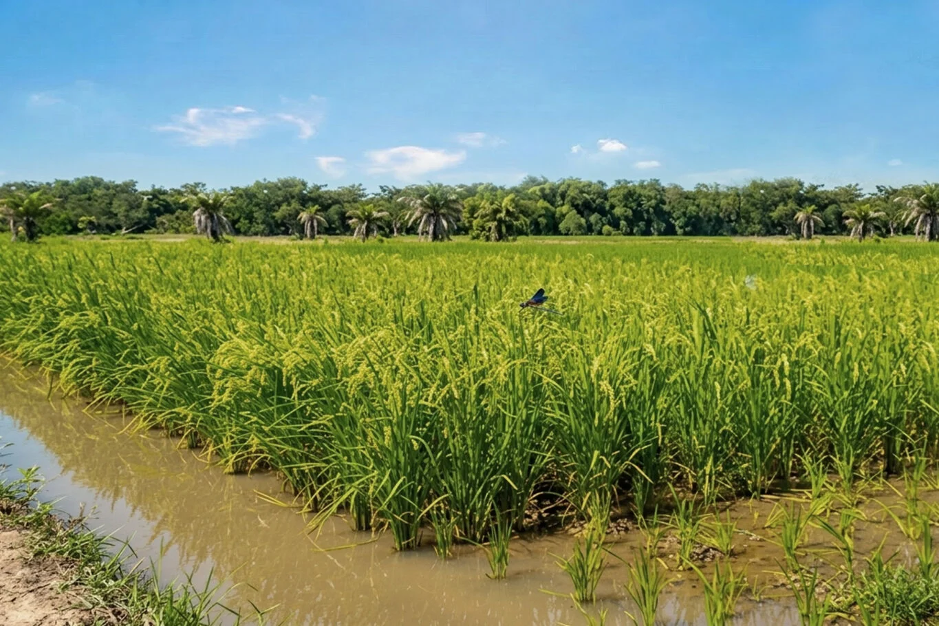 Campo en Rocha, propiedad 298690 -Imagen 1